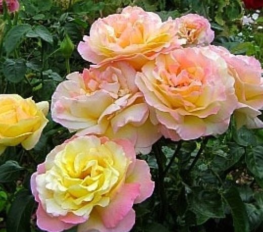 Роза чайно-гибридная Глория Дей 